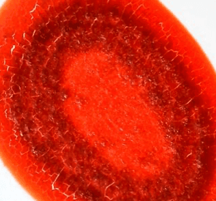 Microscopic cross-section of bloodstain used in animal forensics imaging research